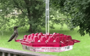 Hummingbird Feeder Hanging | Ant-Proof Moat | 30 Feeding Ports | Shatterproof Outdoor