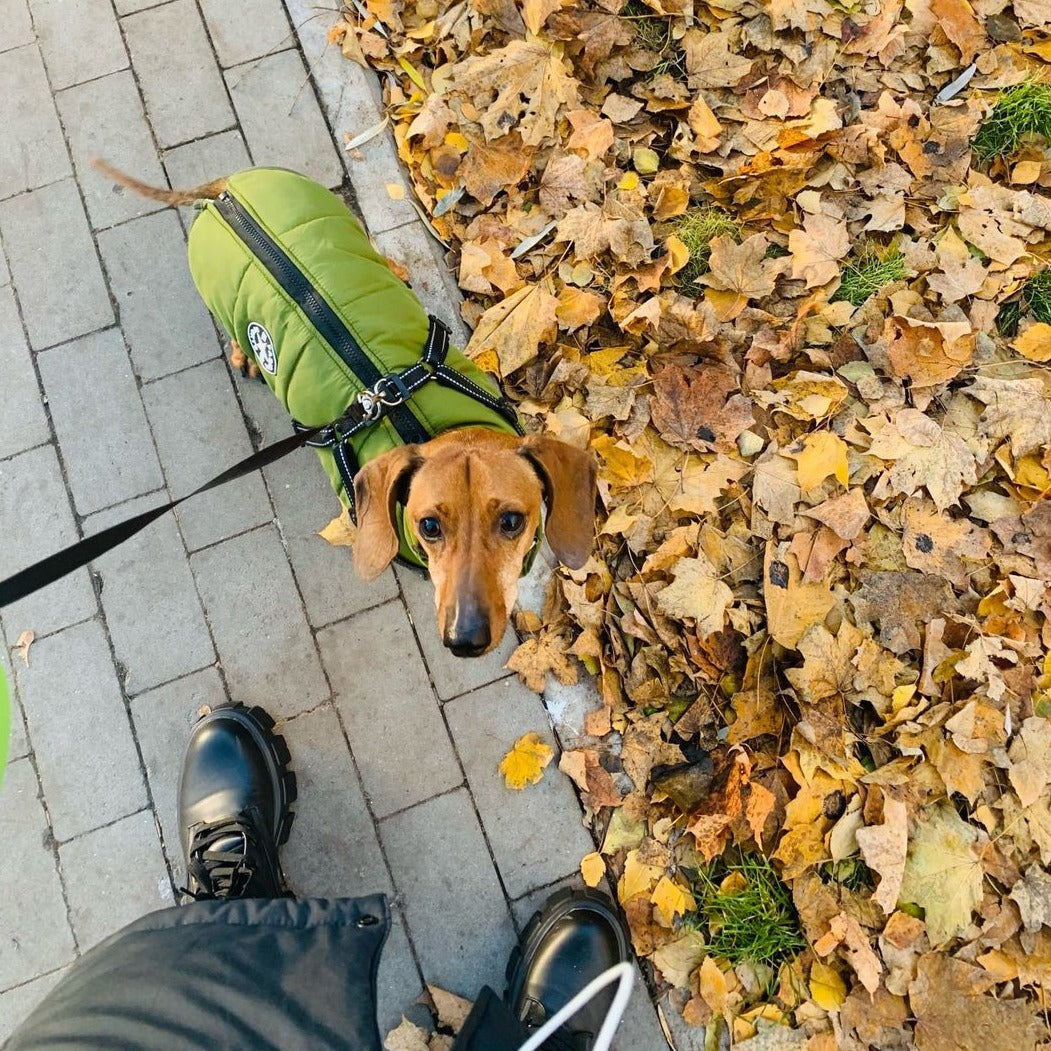 VentiPaw™ Weather Jacket — Wrap Your Pup in Cozy Warmth and Instant Control, Rain or Shine