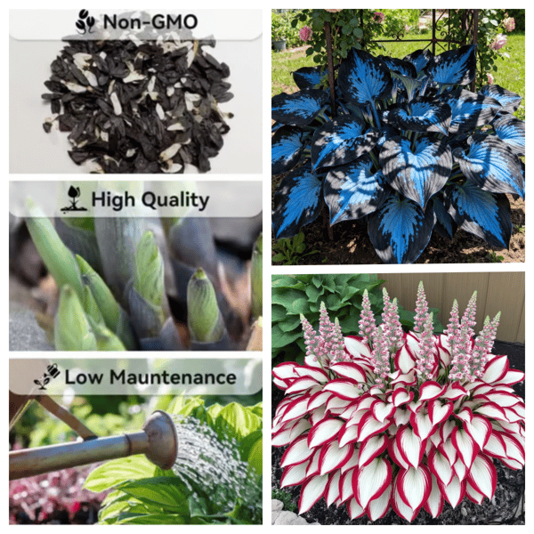 ShadeFlair™ — Turn Dark, Neglected Corners into Lush, Vibrant Garden Sanctuaries