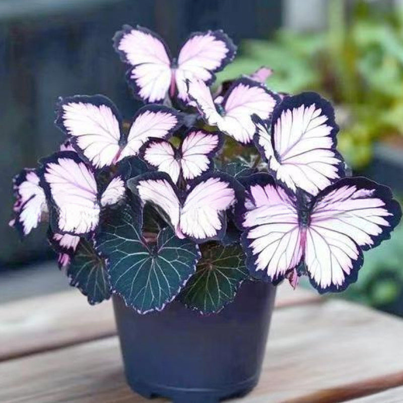 FaeMorph™ Butterfly Bloom Seeds — Create a Magical Garden That Leaves Everyone Breathless