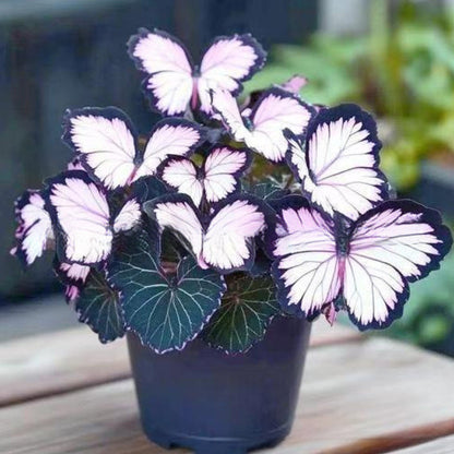 FaeMorph™ Butterfly Bloom Seeds — Create a Magical Garden That Leaves Everyone Breathless