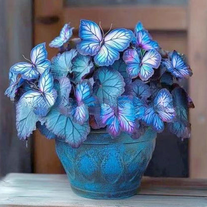 FaeMorph™ Butterfly Bloom Seeds — Create a Magical Garden That Leaves Everyone Breathless