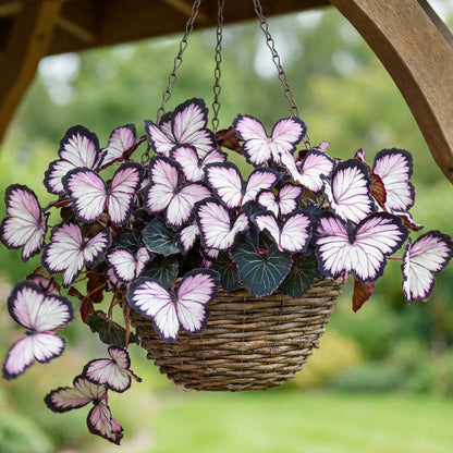 FaeMorph™ Butterfly Bloom Seeds — Create a Magical Garden That Leaves Everyone Breathless