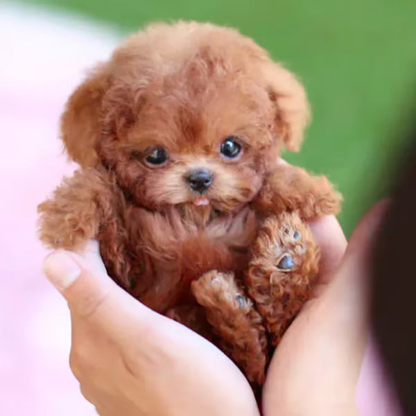 PuppiSoul™ — Bring Home Heartfelt Puppy Love Without the Hassle