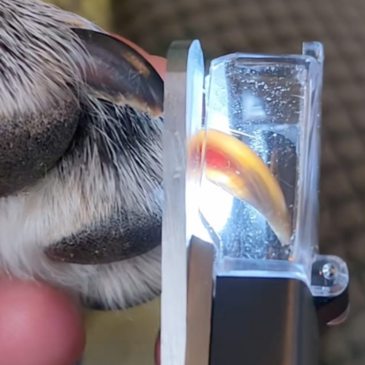 PawLuma™ — Nail Trimming Made Fearless and Stress-Free for Happy, Calm Pets