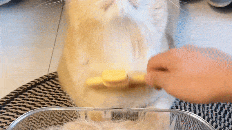 SereniPaw™ — Transform Grooming Into Your Cat’s Favorite Calm Escape