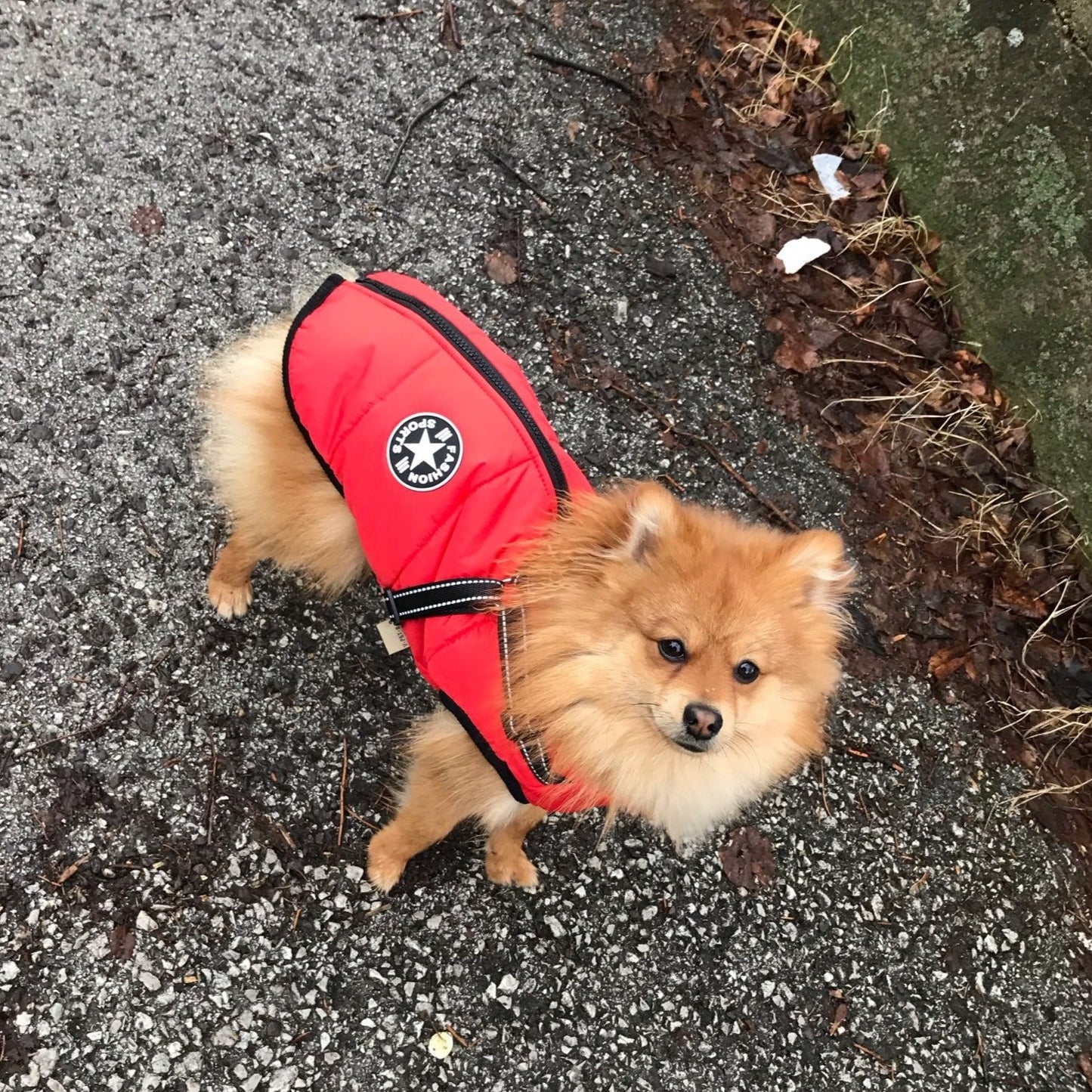 VentiPaw™ Weather Jacket — Wrap Your Pup in Cozy Warmth and Instant Control, Rain or Shine