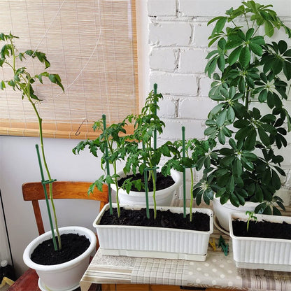 VitaStem™ — Unshakable Plant Support That Fuels Fierce, Flourishing Growth Every Season