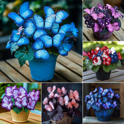 FaeMorph™ Butterfly Bloom Seeds — Create a Magical Garden That Leaves Everyone Breathless