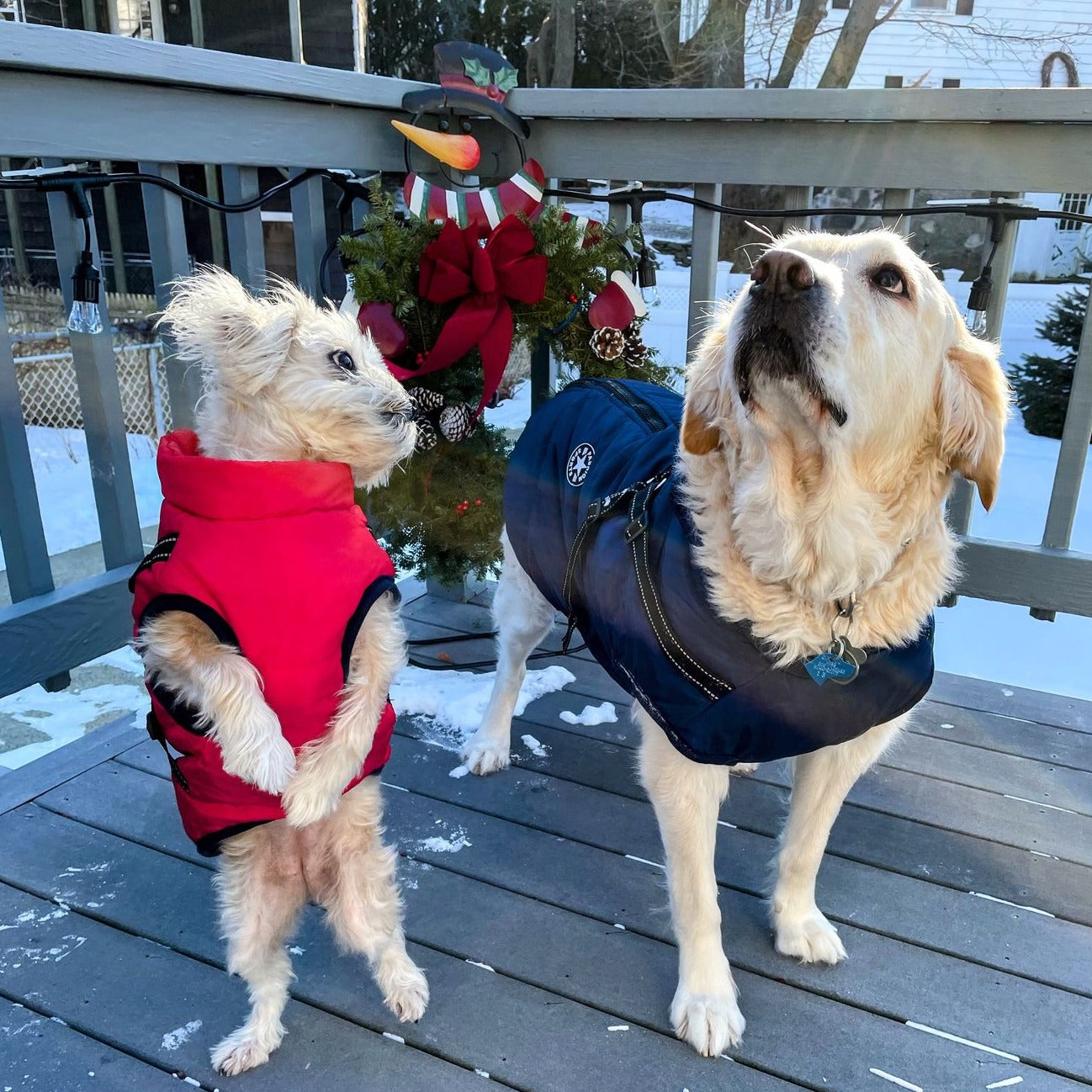 VentiPaw™ Weather Jacket — Wrap Your Pup in Cozy Warmth and Instant Control, Rain or Shine