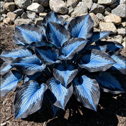 ShadeFlair™ — Turn Dark, Neglected Corners into Lush, Vibrant Garden Sanctuaries