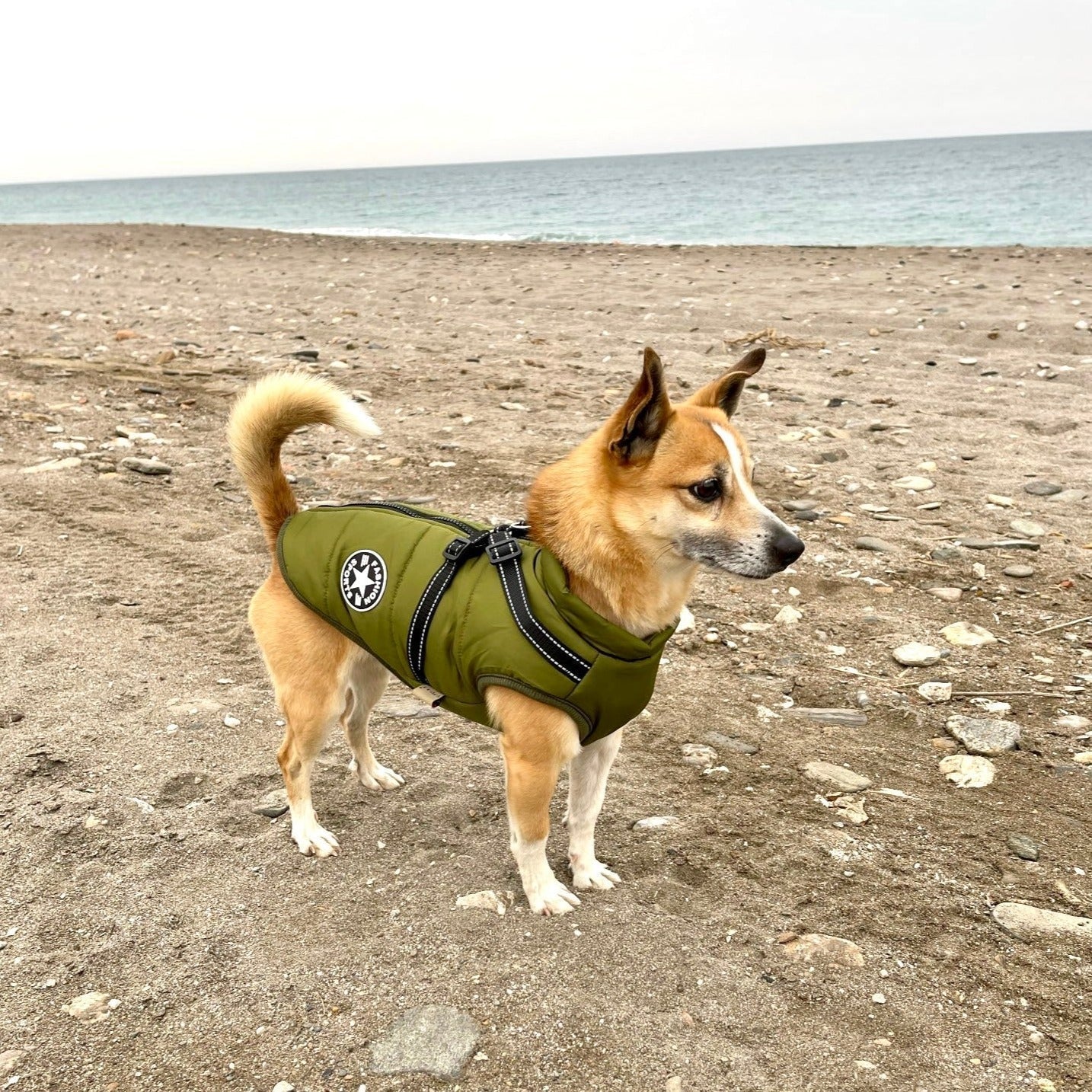 VentiPaw™ Weather Jacket — Wrap Your Pup in Cozy Warmth and Instant Control, Rain or Shine