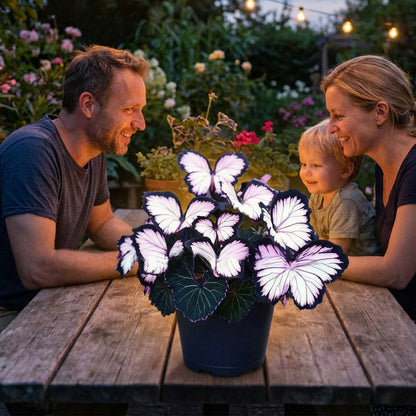 FaeMorph™ Butterfly Bloom Seeds — Create a Magical Garden That Leaves Everyone Breathless