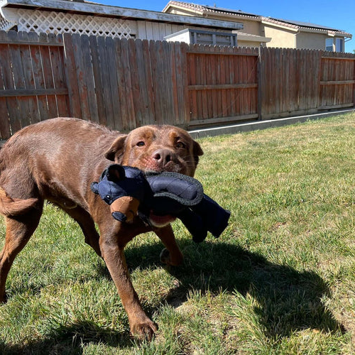 Dog Toy for Heavy Chewers | Indestructible Interactive Bear | Durable Nylon & Squeaker