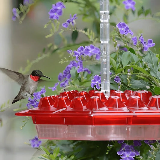 Hummingbird Feeder | 30-Port with Built-In Ant Moat | Transparent Reservoir | Garden & Patio