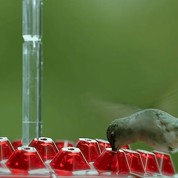 Hummingbird Feeder | 30-Port with Built-In Ant Moat | Transparent Reservoir | Garden & Patio