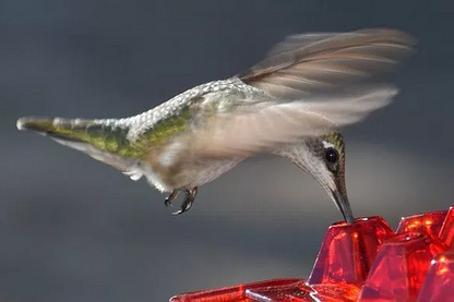 Hummingbird Feeder | Ant-Proof Hexagonal Ports | 12 oz Capacity | Easy-Fill & Dishwasher Safe