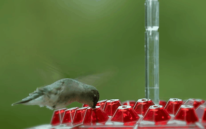 Hummingbird Feeder | Ant-Proof Hexagonal Ports | 12 oz Capacity | Easy-Fill & Dishwasher Safe