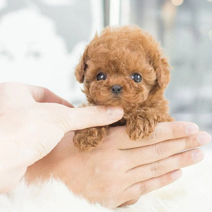 Robotic Puppy Toy | Lifelike Movements & Voice Response | Soft Plush Exterior