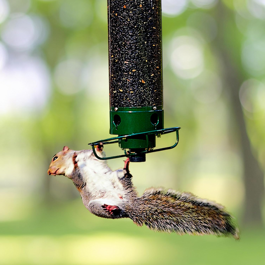 Squirrel-Proof Bird Feeder | Weight-Activated Perch | Metal & Polycarbonate | Weather-Resistant