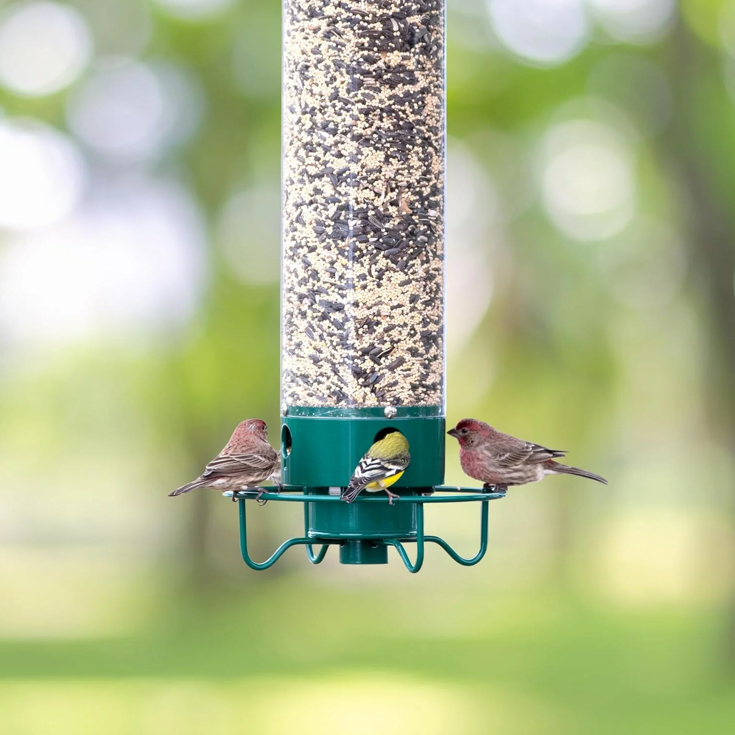 Squirrel-Proof Bird Feeder | Weight-Activated Perch | Metal & Polycarbonate | Weather-Resistant