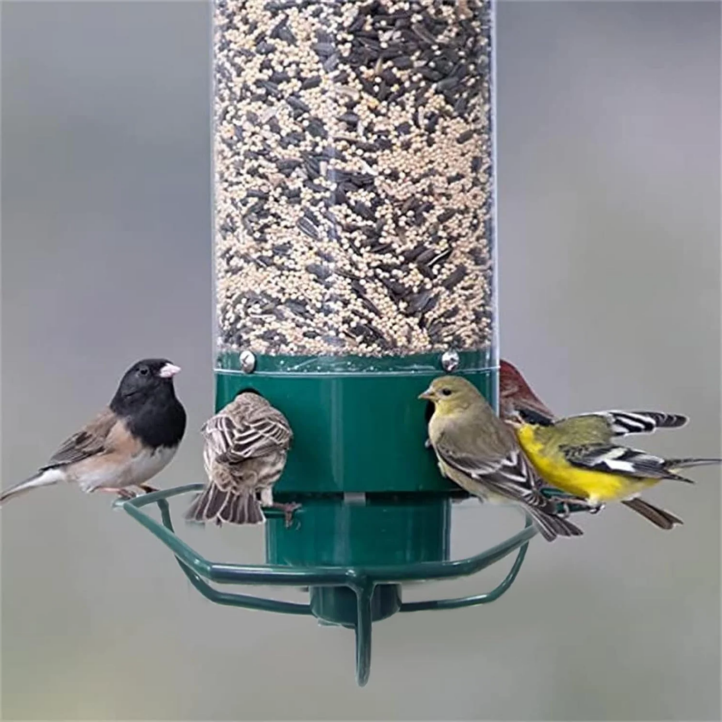 Squirrel-Proof Bird Feeder | Weight-Activated Perch | Metal & Polycarbonate | Weather-Resistant