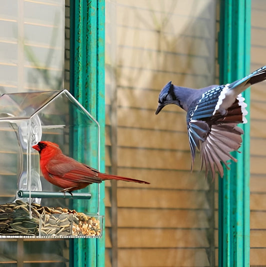 Window Bird Feeder | Clear Viewing Suction-Mount Design | Weatherproof & Durable
