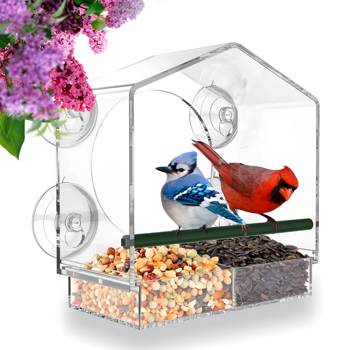 Window Bird Feeder | Clear Viewing Suction-Mount Design | Weatherproof & Durable