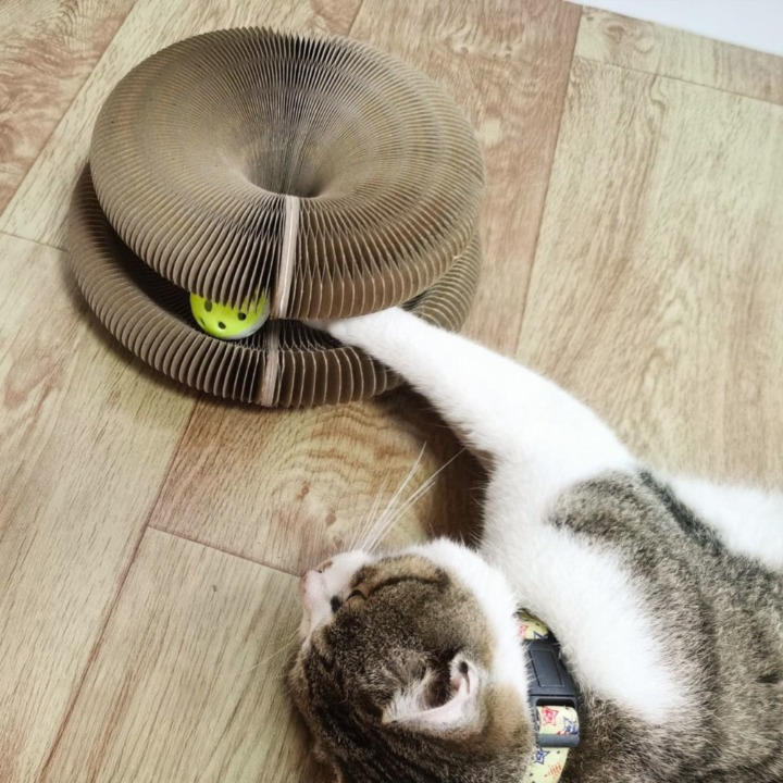 FelineFrenzy™ — Ignite Joyful Energy and Calm Your Cat’s Wild Spirit
