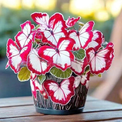 FaeMorph™ Butterfly Bloom Seeds — Create a Magical Garden That Leaves Everyone Breathless
