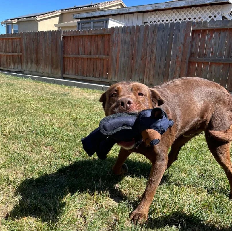 IronJaw™ — Unleash Endless, Thrilling Chew Time Without the Mess or Stress