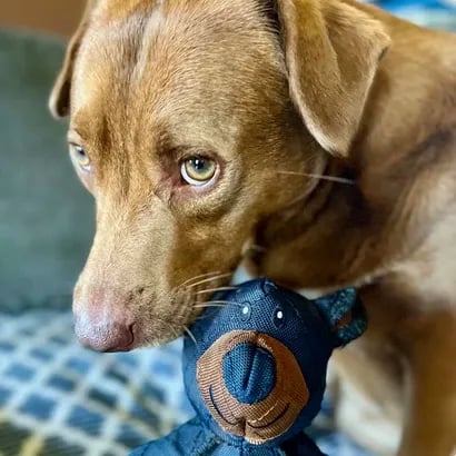 IronJaw™ — Unleash Endless, Thrilling Chew Time Without the Mess or Stress
