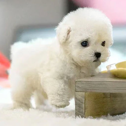 PuppiSoul™ — Bring Home Heartfelt Puppy Love Without the Hassle
