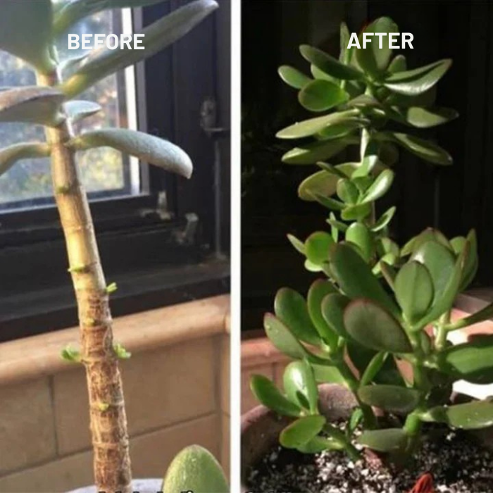 GardenPulse™ Root & Bloom Elixir — Ignite Explosive Growth and Unstoppable Plant Vitality
