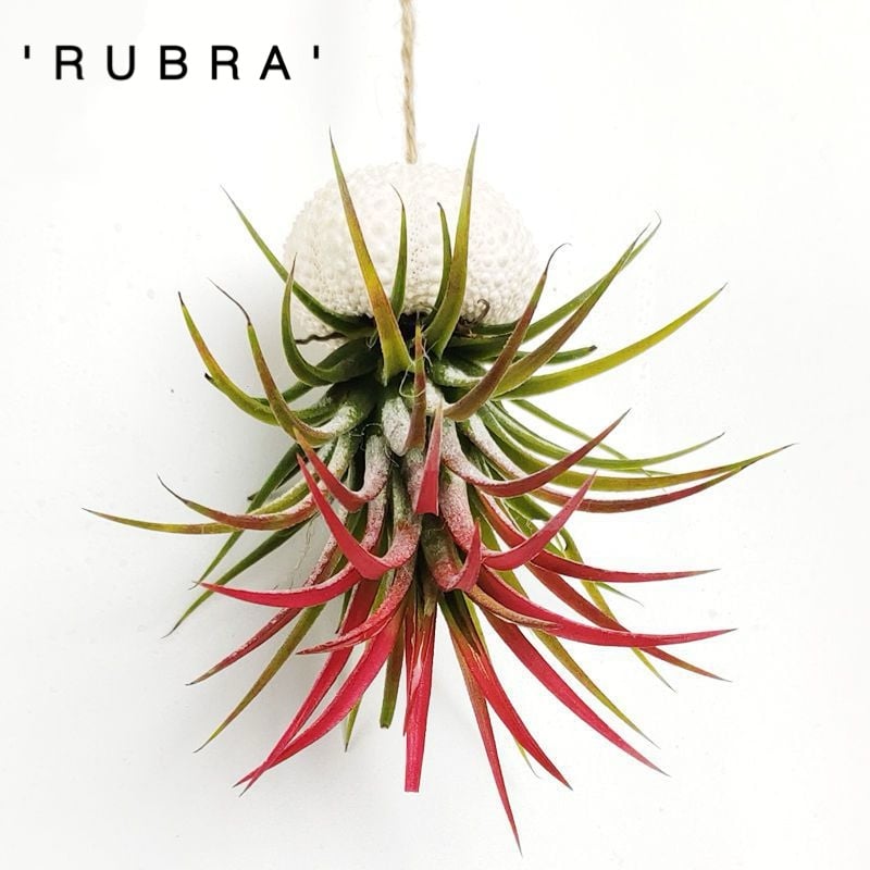 SeabornAura™ — Turn Any Spot into a Serene Coastal Escape Instantly