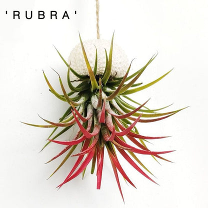 SeabornAura™ — Turn Any Spot into a Serene Coastal Escape Instantly