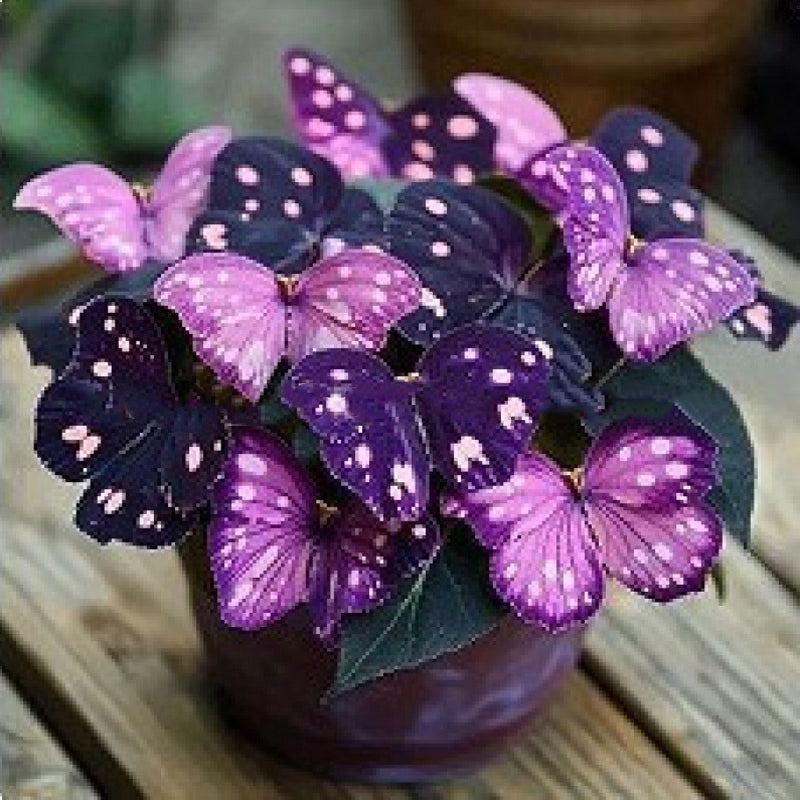 FaeMorph™ Butterfly Bloom Seeds — Create a Magical Garden That Leaves Everyone Breathless